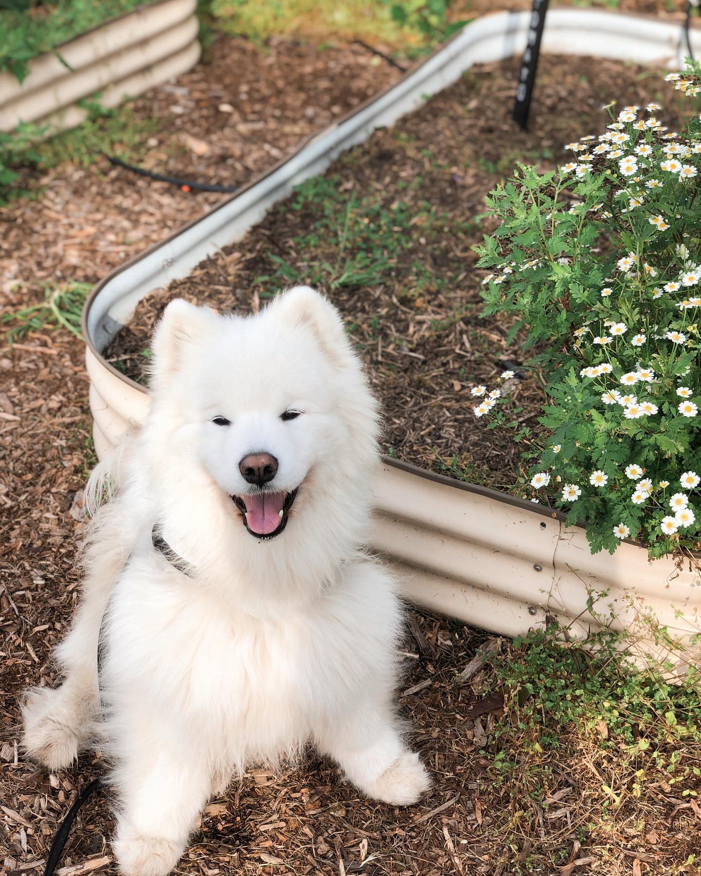 Lexi the Samoyed dog sitting happily by a garden