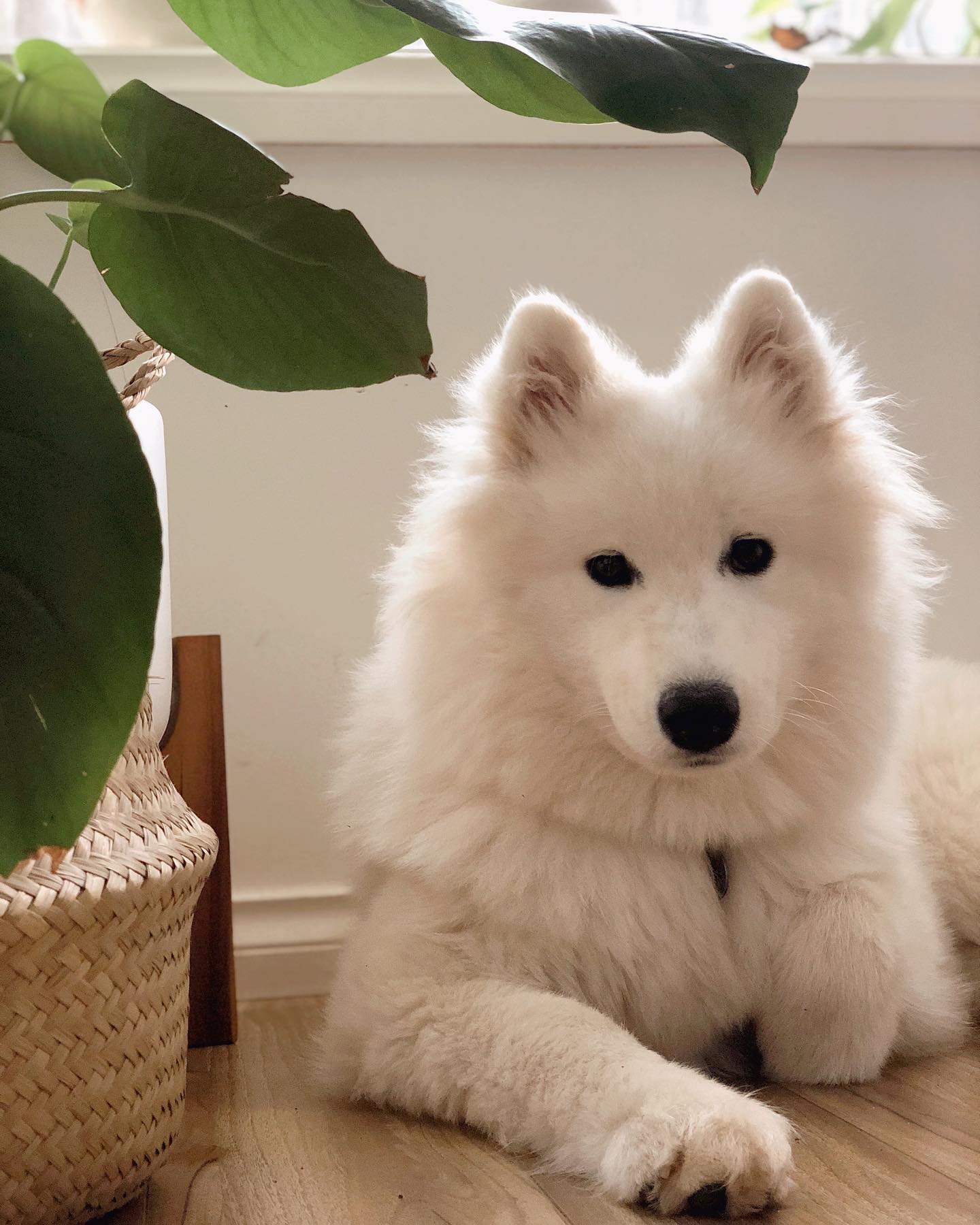 Sprite the Samoyed puppy looking directly at the camera